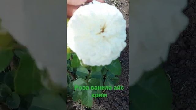 Роза Ванила Айс Крим смотреть онлайн