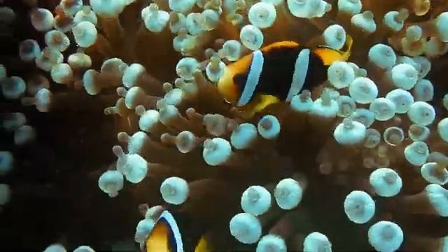 Музыка для снятия стресса - Расслабляющая музыка для отдыха и сна смотреть онлайн