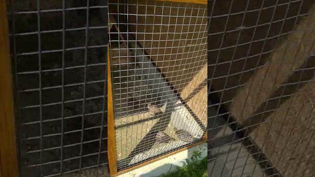 Мої фазани на дачі смотреть онлайн