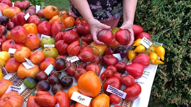 В гостях у Наталии, коллекционера томатов. смотреть онлайн