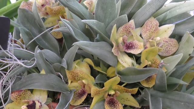 #орхидеи#тилландсия #красивые сады Райское наслаждение смотреть онлайн