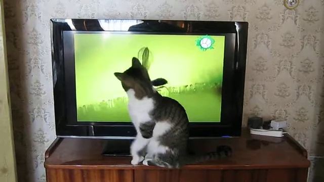 Кот Антоша смотрит телевизор