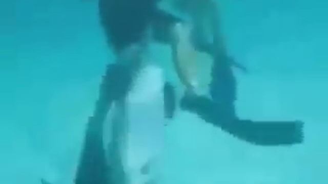 Дельфин изнасиловал человека.Умора! смотреть онлайн