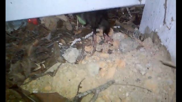 Juvenile Virginia Opossum playing possum - Didelphis virginiana -25 cm (10 inches) nose to tail смотреть онлайн