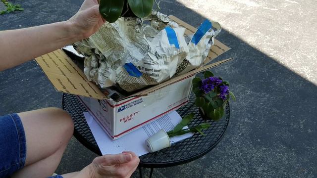 Unboxing Orchids from Michael McCarthy! Thank You Michael! смотреть онлайн