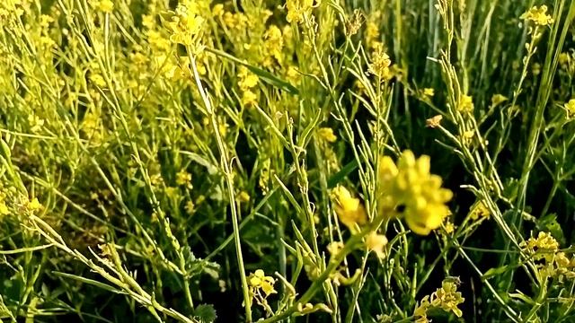 Сурепка обыкновенная. Мощнейший афродизиак. смотреть онлайн