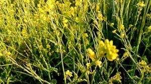 Сурепка обыкновенная. Мощнейший афродизиак.