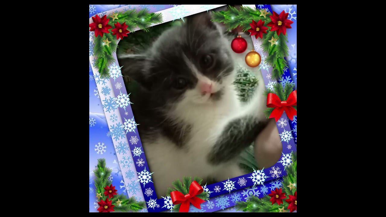 таким маленьким взяли Чакку и таким он стал ❤️