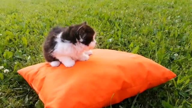 Мальчик, хайленд скоттиш страйт, рождён 19.05.2021, готов к бронированию смотреть онлайн