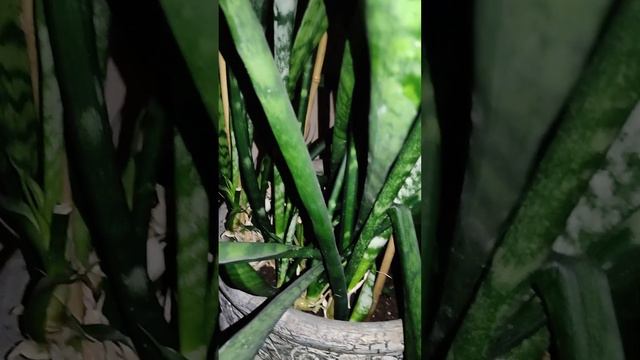 Стиль "Плакучая ива" 😵💫🧐. Сансевиерия Зейланика. смотреть онлайн