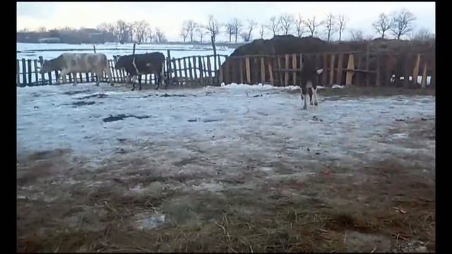 Чандани - коровка, которой везёт. смотреть онлайн