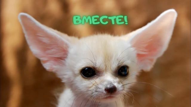 Царство животных смотреть онлайн