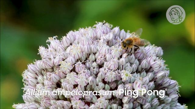 Allium 'Ping Pong' (wild leek) - FarmerGracy.co.uk смотреть онлайн