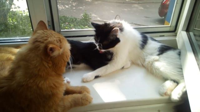 Семья котов