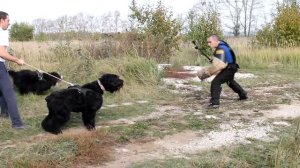 ЗКС, русский черный терьер Фанта