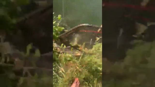 Огромные Карпы и Амуры. Тигровый орех!!!,? 4 часа ловли. смотреть онлайн