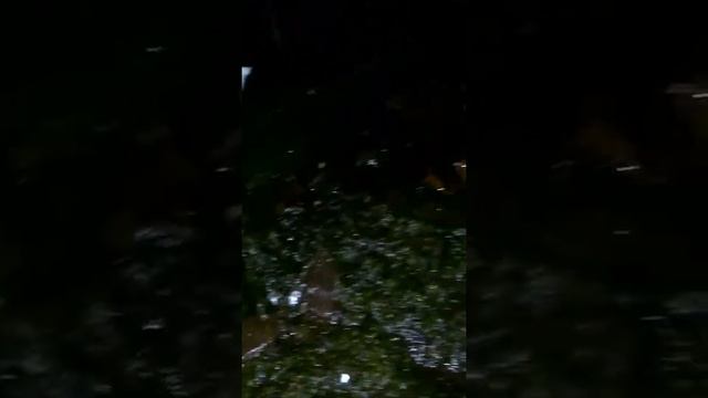 Пиявки на рыбалке смотреть онлайн