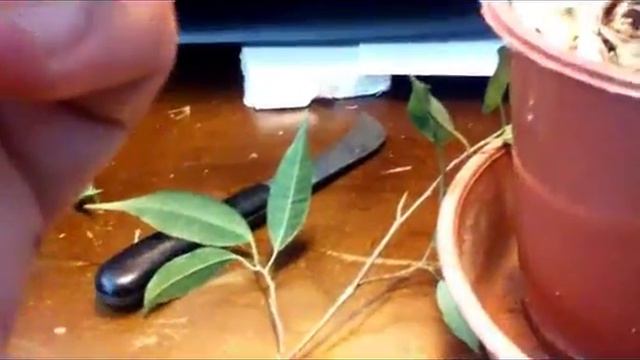 Le retour sur ficus moclame (bouturage et semis) смотреть онлайн