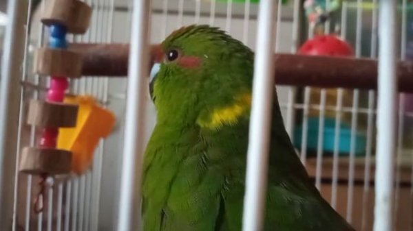 Так поёт КАКАРИК. Кари распевается утром.