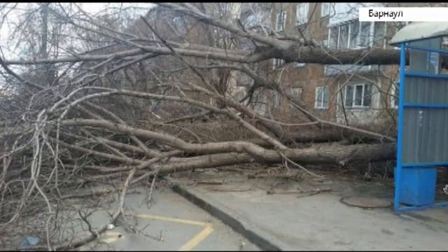 Алтайский край в плену непогоды. Минувшей ночью регион накрыл штормовой ветер смотреть онлайн