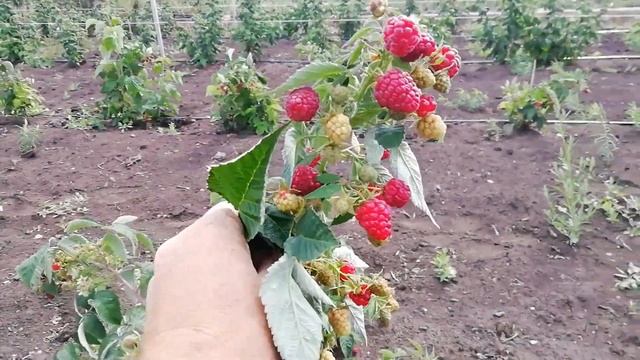 Обзор Малина Бриллиантовая/ г. Оренбург, 2020 смотреть онлайн