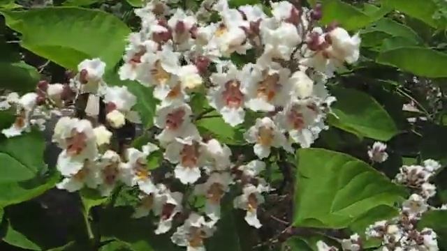 катальпа цветет смотреть онлайн