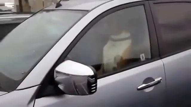 не заставляйте своих собак ждать вас слишком долго!!!! смотреть онлайн