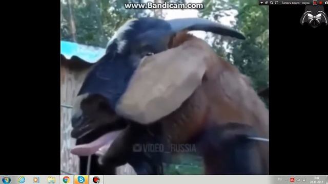 Пьяный Козёл смотреть онлайн