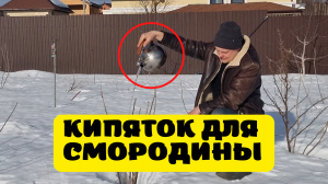 как облить кипятком 20 кустов смородины?