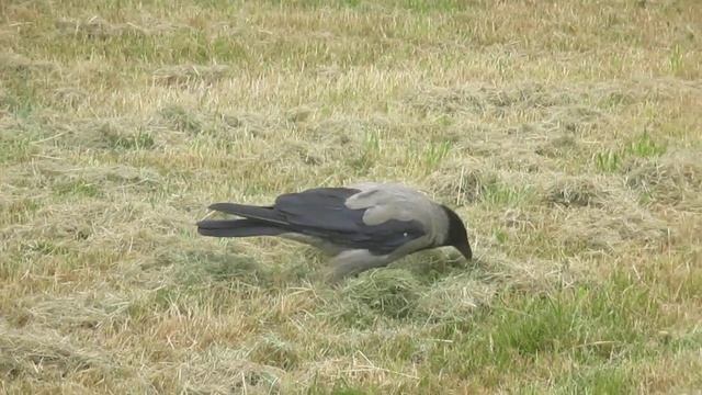 Серая ворона в городе смотреть онлайн