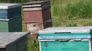 Какой улей дадан выбрать на 10, 12, 16 и 20 рамок - некоторые особенности.