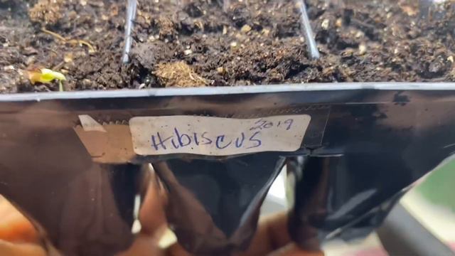 Episode 350: Yippee!!! Hibiscus Seed Germination Update! Let there be Light! #shortvideo смотреть онлайн