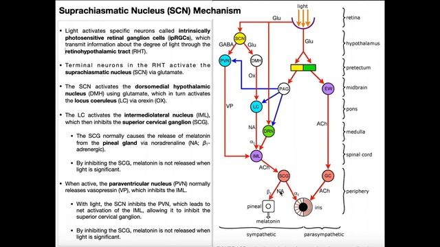 Light/Dark Mechanism of the Suprachiasmatic Nucleus смотреть онлайн