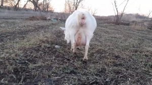 Беременность козы. За сколько наливается вымя.