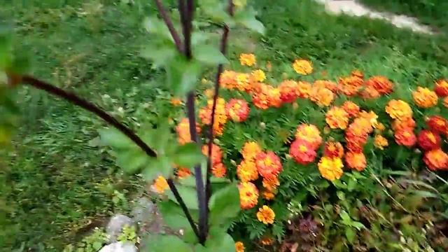 Запах осени...сад,огород,цветы. смотреть онлайн