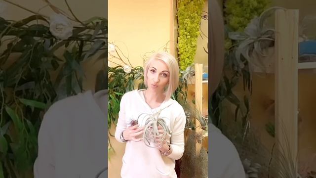 Атмосферные тилландсии