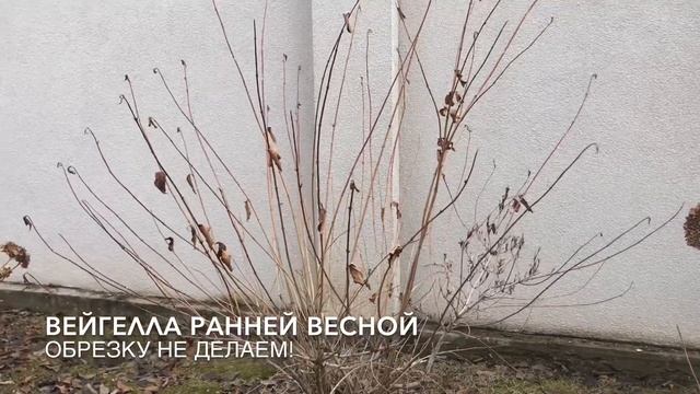 Вейггела ранней весной. Обрезка цветущих кустарников смотреть онлайн