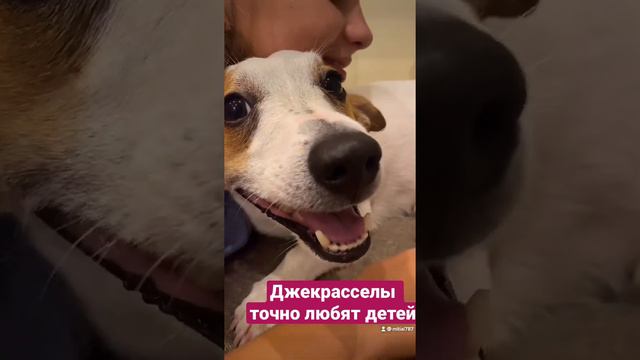 Джекрассел терьер любит детей смотреть онлайн