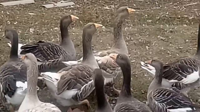 Бойцовые гуси! Еденские! Горьковские! смотреть онлайн