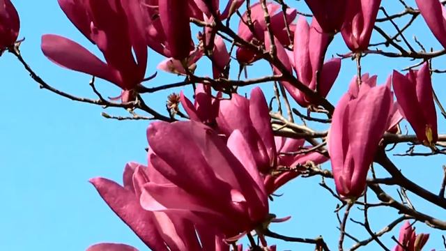 purple flowers смотреть онлайн