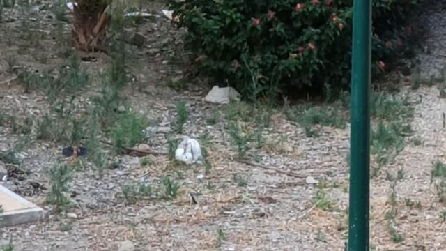 Живой заяц в нашем барио. смотреть онлайн