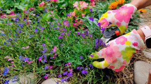 ОБРЕЗКА ЛОБЕЛИИ! КОГДА И КАК ОБРЕЗАТЬ ЛОБЕЛИЮ?