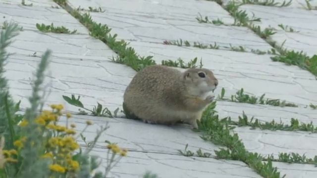 Суслики в заповеднике 