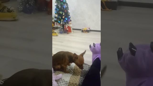 Той терьер Жужа жуёт серу))))) смотреть онлайн