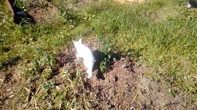 Что сделали в огороде за выходные. Переселение цыплят, уток и индюков. смотреть онлайн