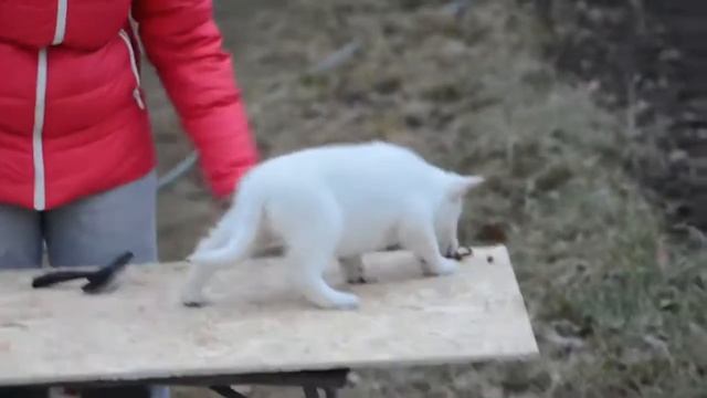 Щенок БШО, возраст 45 дней. Первая тренировка, первые навыки смотреть онлайн