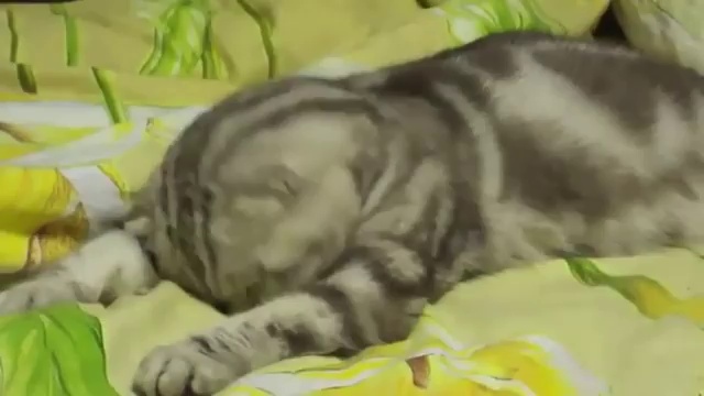Котэ вырубило смотреть онлайн