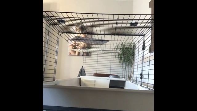 Indoor rabbit Cage Set Up (FERPLAST 160) and Supply Haul смотреть онлайн