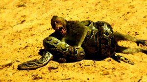 Питон в деле! ПИТОН атакует! Опасный хищник.