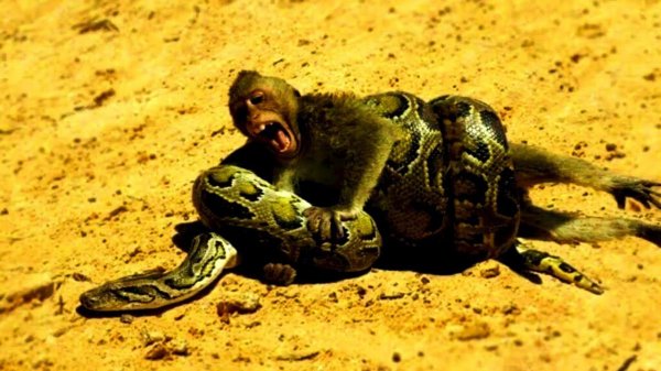 Питон в деле! ПИТОН атакует! Опасный хищник.